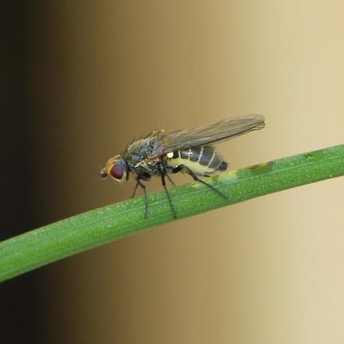 Phytomyza gymnostoma
